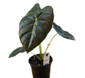 4" Alocasia Golden Bone